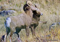 Ovis Canadensis